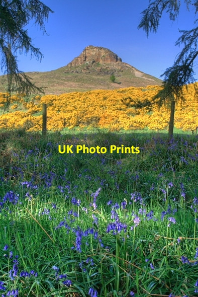 Photo 6"x4" Roseberry and Bluebells Great Ayton c2008