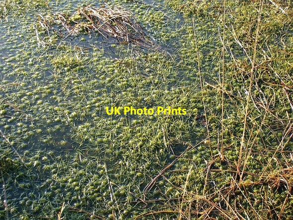 Photo 6"x4" Sphagnum moss in bog pool Fingland\/NY2557 c2008