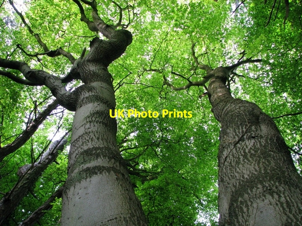 Photo 6"x4" Glenlyon, Holywood [9] Holywood\/J3979 c2008