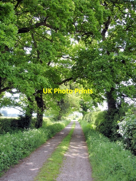 Photo 6"x4" Warmingham - Moss Lane Lane Ends\/SJ7059 c2008