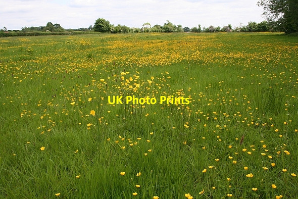 Photo 6"x4" Buttercup meadow Birts Street c2008