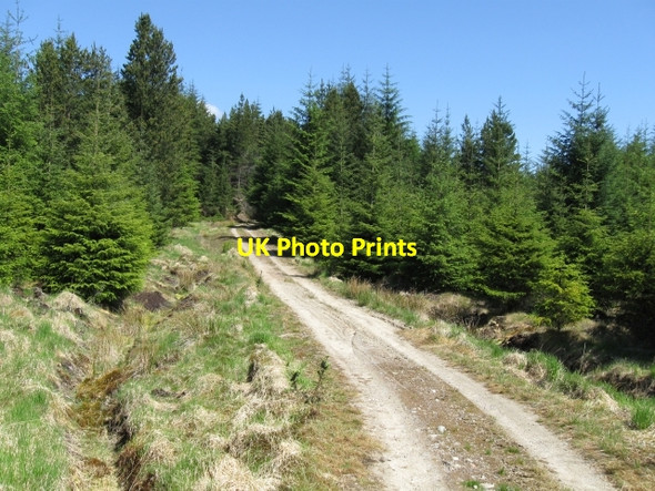 Photo 6"x4" Track in forestry Achaphubuil c2008