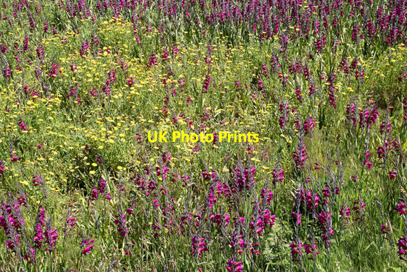 Photo 6"x4" Untended Flower Field Hugh Town c2008