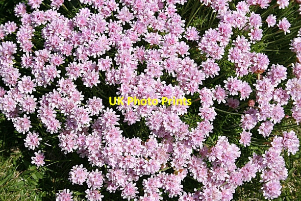 Photo 6"x4" Thrift (Armeria maritima) Tarbet\/NC1649 c2008