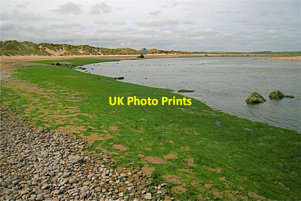 Photo 6"x4" Newburgh: algal mats at the mouth of the Ythan estuary Newburgh\/NJ9925 c2008