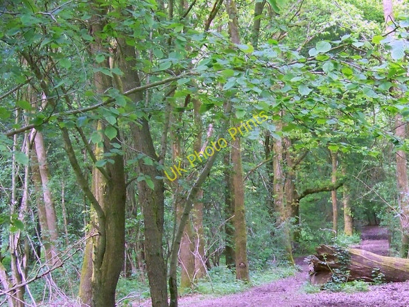 Photo 6"x4" Bridleway, Bramdean Common West Tisted c2009