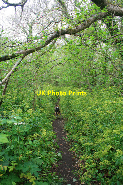 Photo 6"x4" Path to Holy Vale Hugh Town c2008