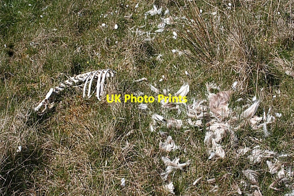 Photo 6"x4" Was it a Deer? Sandwood Loch c2008