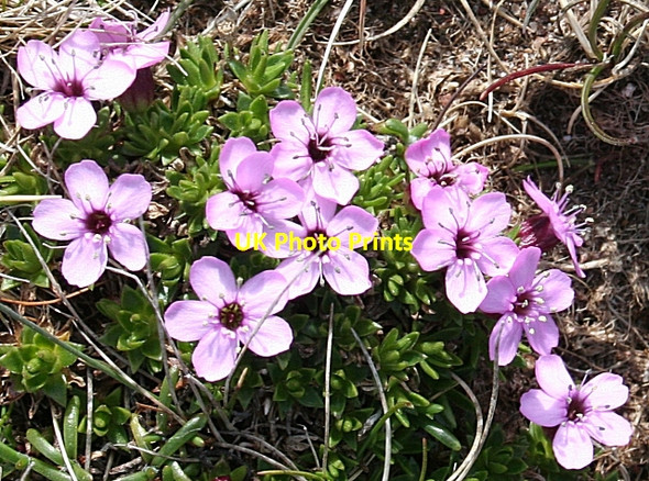 Photo 6"x4" Moss Campion (Silene acaulis) Cape Wrath c2008
