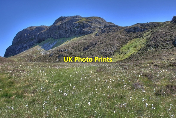 Photo 6"x4" Cottongrass, An Sgurr Ridge Sandamhor c2008