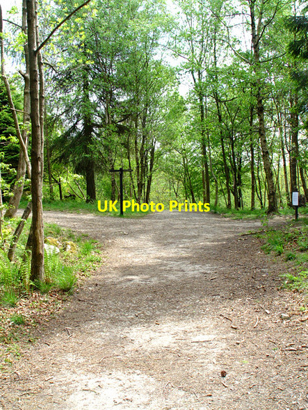 Photo 6"x4" Footpaths in Grass Wood Skirethorns c2008