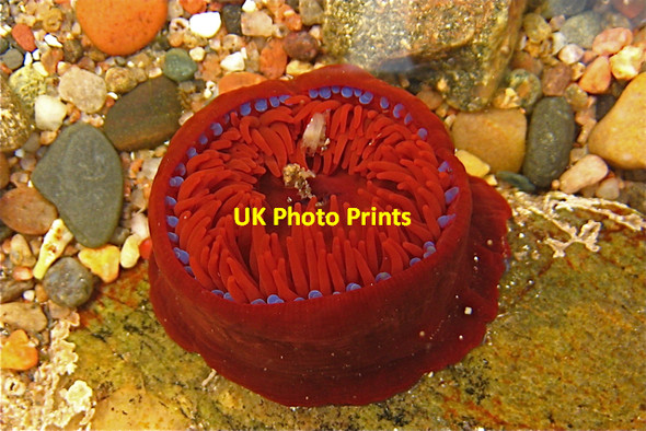 Photo 6"x4" Aberdour bay: beadlet anemone in rock-pool New Aberdour c2008
