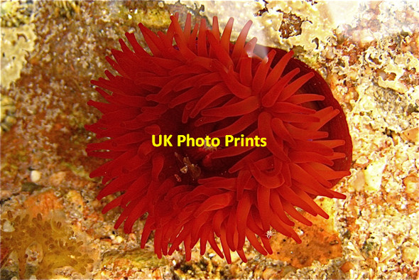 Photo 6"x4" Aberdour Bay: Beadlet anemone in rock-pool New Aberdour c2008
