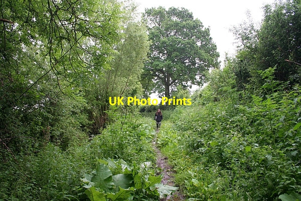 Photo 6"x4" Bridleway to Longdon Marsh Birtsmorton c2008