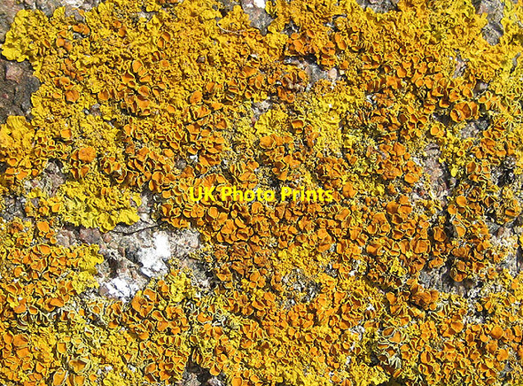 Photo 6"x4" Lichen crust Brand Green\/SO7641 c2008