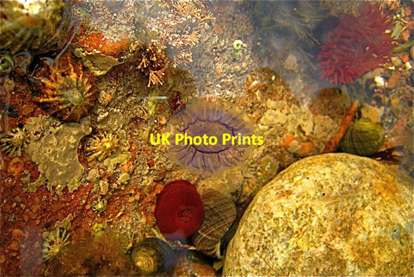 Photo 6"x4" Aberdour Bay: Rock pool New Aberdour c2008