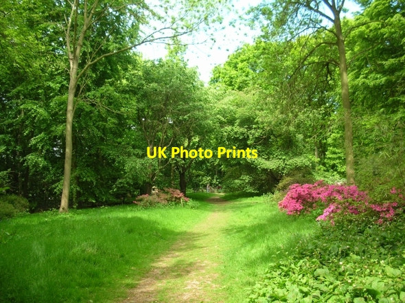 Photo 6"x4" Rhododendrons in Ray Wood Coneysthorpe c2008