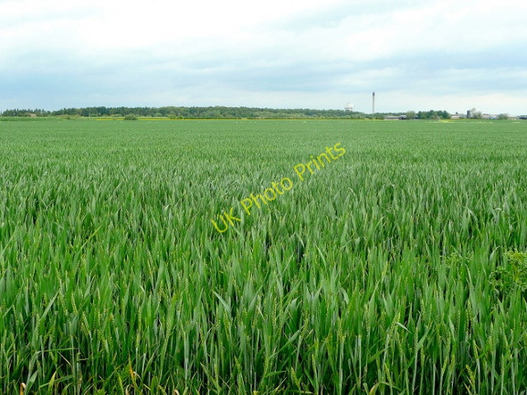 Photo 6"x4" Cereal land Rawcliffe Bridge c2009
