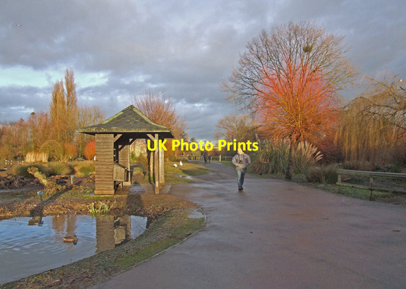 Photo 6"x4" Wildfowl and Wetlands Trust, Slimbridge Shepherd's Patch c2008