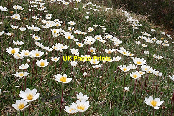 Photo 6"x4" Mountain Avens (Dryas octopetala) Inchnadamph c2008