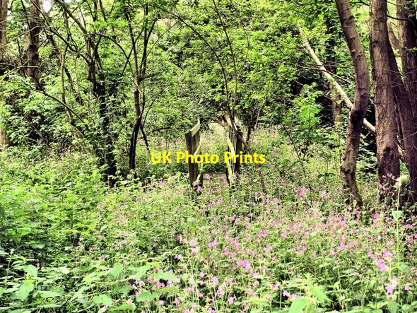 Photo 6"x4" Bronington - Bubney Moor woods Painters Green c2008