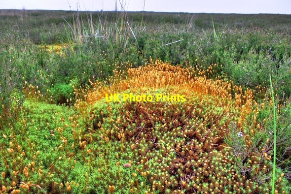 Photo 6"x4" Sphagnum Moss Washfold\/NZ0502 c2008
