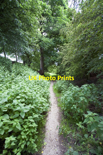 Photo 6"x4" Footpath from Hunsingore towards the River Nidd Hunsingore c2008
