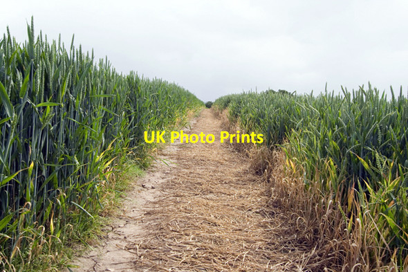 Photo 6"x4" Footpath leading to Cowthorpe Cowthorpe c2008