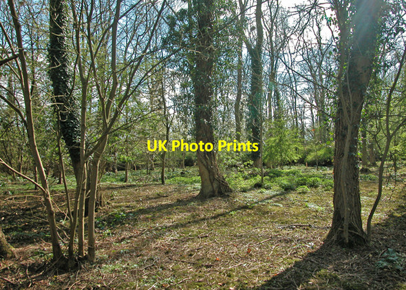 Photo 6"x4" Spinney in Spring Adderbury c2005