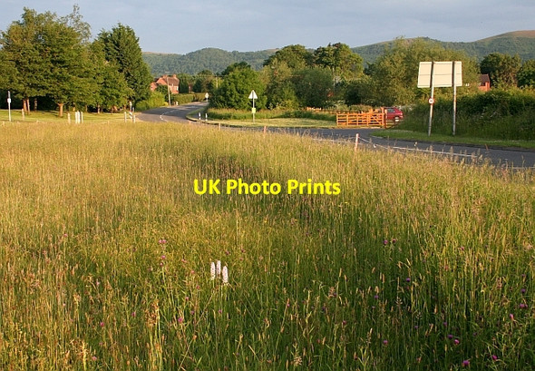 Photo 6"x4" Orchids in Welland Marl Bank c2008