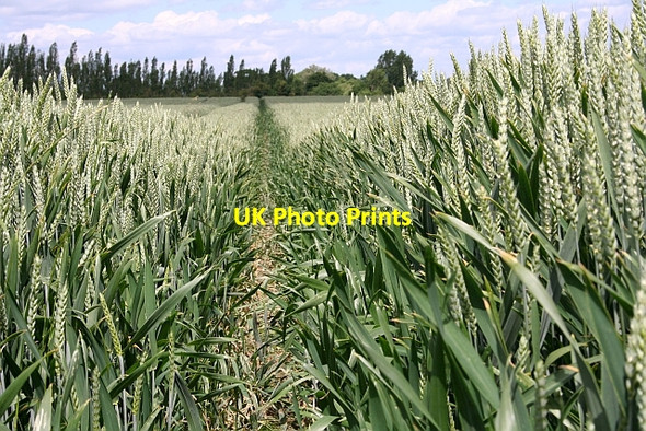 Photo 6"x4" Acres and acres of wheat Longdon\/SO8336 c2008