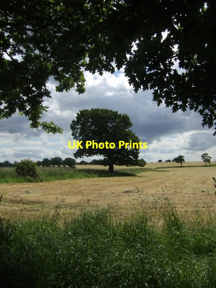 Photo 6"x4" Oak trees on the Forest of Mercia Way Hobble End c2008