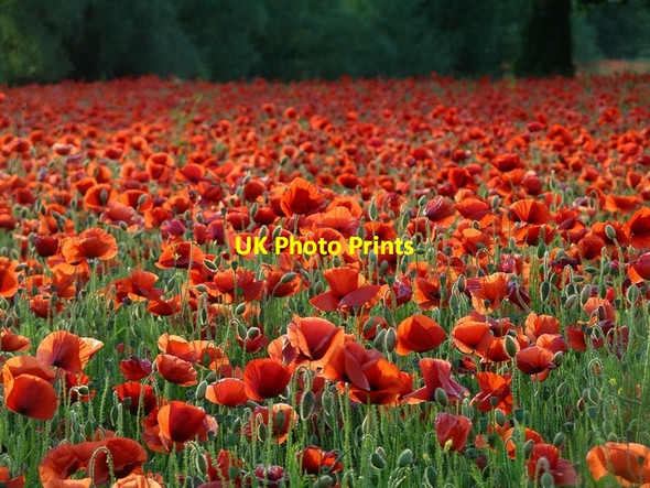 Photo 6"x4" A profusion of poppies Hempshill Vale c2008
