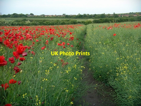 Photo 6"x4" Footpath through oilseed rape field Hempshill Vale c2008