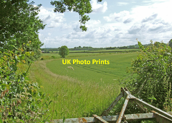 Photo 6"x4" Winter wheat Chesterton Green c2008