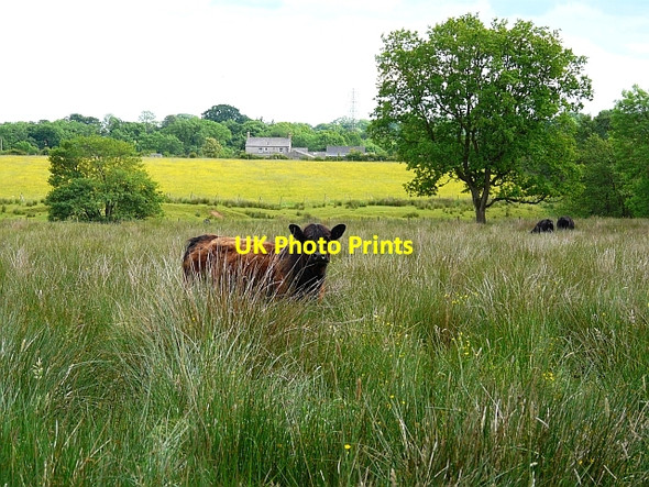 Photo 6"x4" Fields between Bolton Fell and Grainbrow Hethersgill c2008