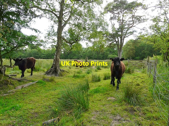 Photo 6"x4" Curious but non-threatening cattle Hethersgill c2008