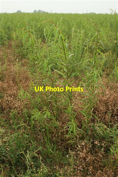 Photo 6"x4" SRC willow Laneham c0