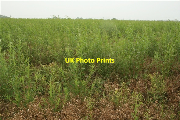 Photo 6"x4" Young SRC willow, Broadings Lane Laneham c0