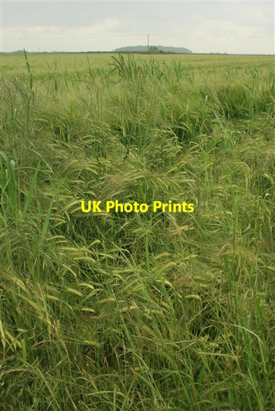 Photo 6"x4" Barley, field margin Laneham c0
