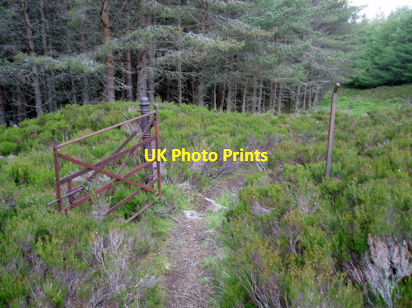 Photo 6"x4" Old Gate in Plantation Corarnstilbeg c2008