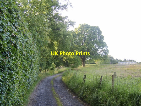 Photo 6"x4" Sunlit tree at Edinbarnet Bearsden c2008