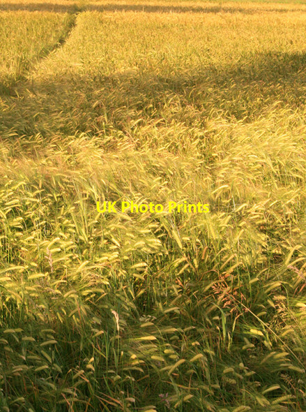 Photo 6"x4" Barley Field Ockbrook c2008