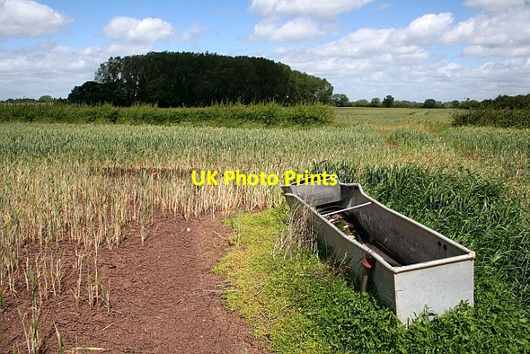 Photo 6"x4" Copse and water trough Green Street\/SO8740 c2008