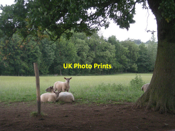 Photo 6"x4" Sheltering from the rain Billingsley c2008