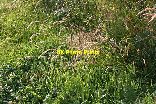 Photo 6"x4" Roadside grasses Marl Bank c2008