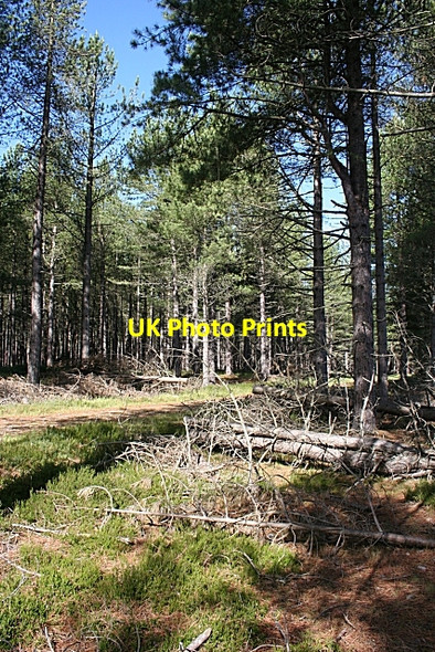 Photo 6"x4" Lossie Forest Lochhill\/NJ2964 c2008