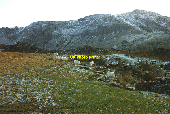 Photo 6"x4" Frosty grazing on the Fox's Path \/ Llwybr y Cadno Dolgellau c1986