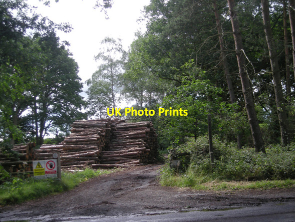 Photo 6"x4" Logging in progress Blundies c2008
