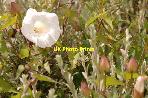 Photo 6"x4" Bindweed in flower at Ainsdale Birkdale\/SD3315 c2008